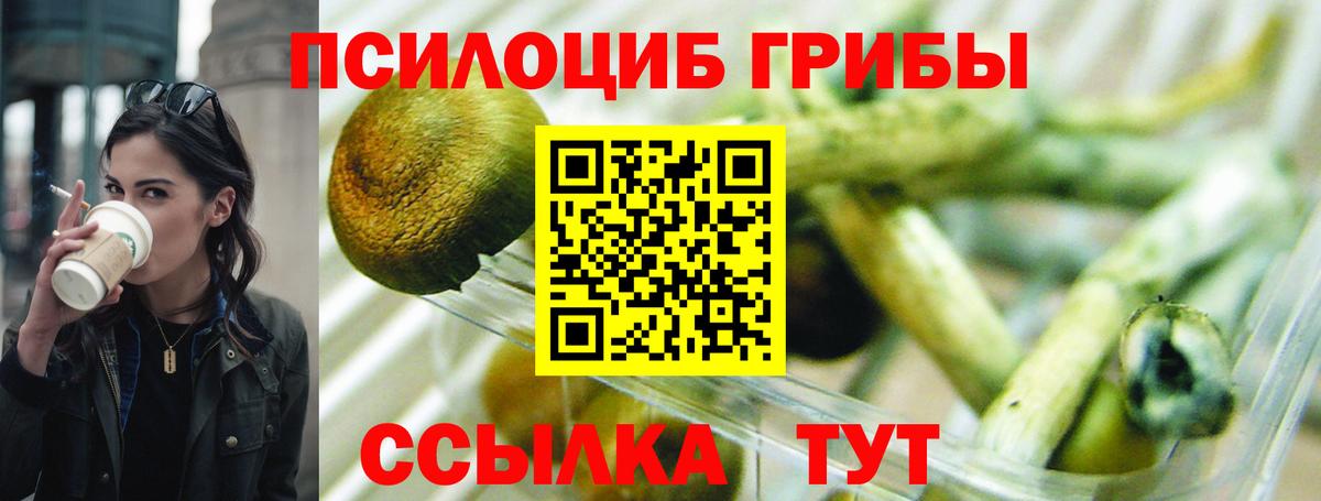 Губкинский  Галлюциногенные грибы Psilocybine cubensis  Вход с VPN 